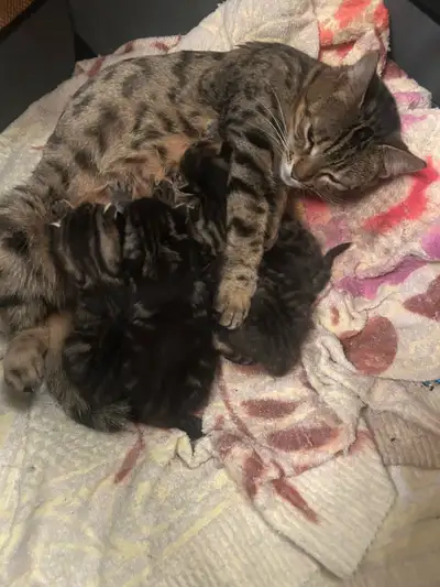 Bengal kittens.