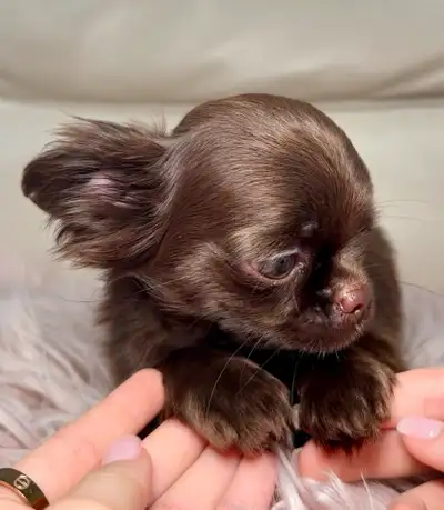 Rare Long-Haired Dark Chocolate Chihuahua Boy – Top Pedigree, View more