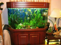aquariums, plantes d'eau douce, poissons (surtout cichlides), et