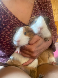 Adopt Guinea pigs from a  Rescue!