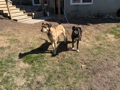 I am rehoming two dogs. These dogs are not new; they are trained and in good health. They are the be...