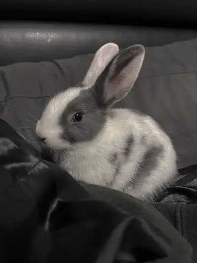 Two dwarf bunnies needing to be rehomed. Comes with cage, litter, food bowl, water bottle. Bunnies n...