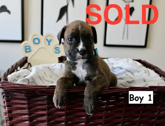 Purebred Boxer Puppies! - 4 Left in Dogs & Puppies for Rehoming in Mississauga / Peel Region - Image 6
