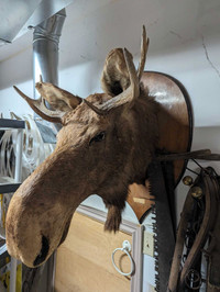 Mounted moose head