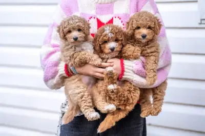 Micro Goldendoodles, View more