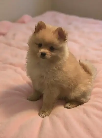 Pomeranian puppies, View more