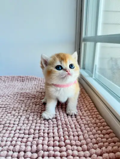British Shorthair Kittens for Rehoming , View more