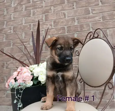 German Shepherd, Border Collie cross puppies. Vet checked, first shots ready to go. For quickest res...