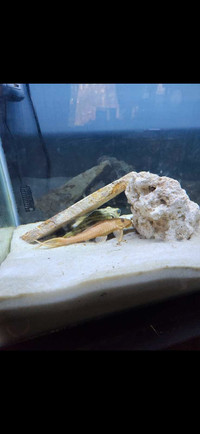 Freshwater Fahaka Puffer Fish and tank 