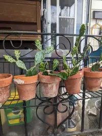 Cactus plants in clay pots