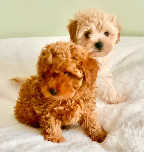 Looking for small, non-shedding and hypoallergenic puppy? We have adorable red and apricot Toy Poodl...