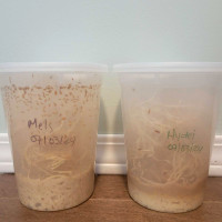Fruit fly colonies. Mels & Hydei
