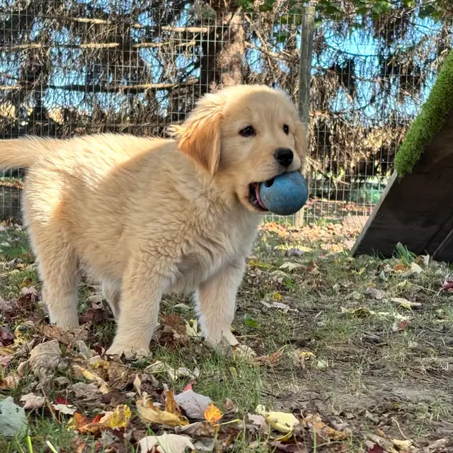 Professionally Started Golden Retriever Puppies | Dogs & Puppies for ...