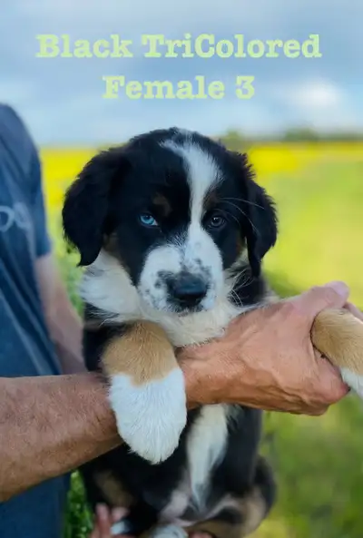 Purebred Australian Shepherd puppies, View more