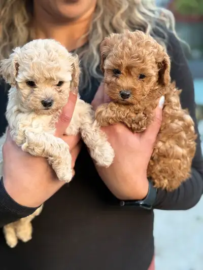 Maltipoo, View more
