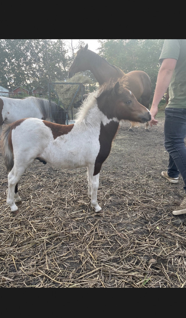 Miniature horse in Horses & Ponies for Rehoming in North Bay - Image 2