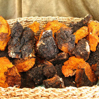 Fresh Whole Dried Chaga