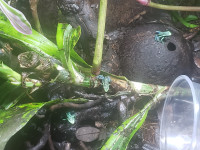 Poison Dart Frogs for sale