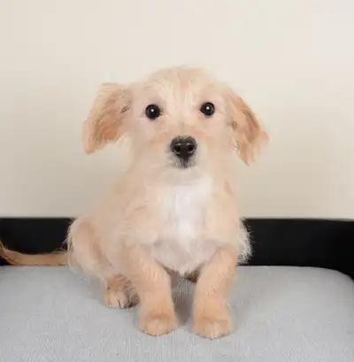 Cute and fluffy Morkie Puppies Ready for New Homes, View more