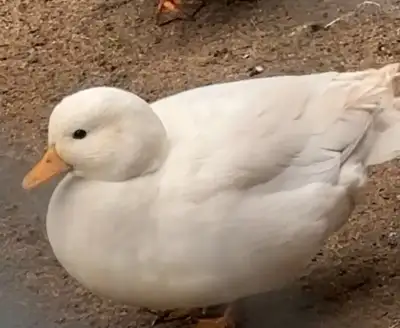 male call duck -PPU, View more