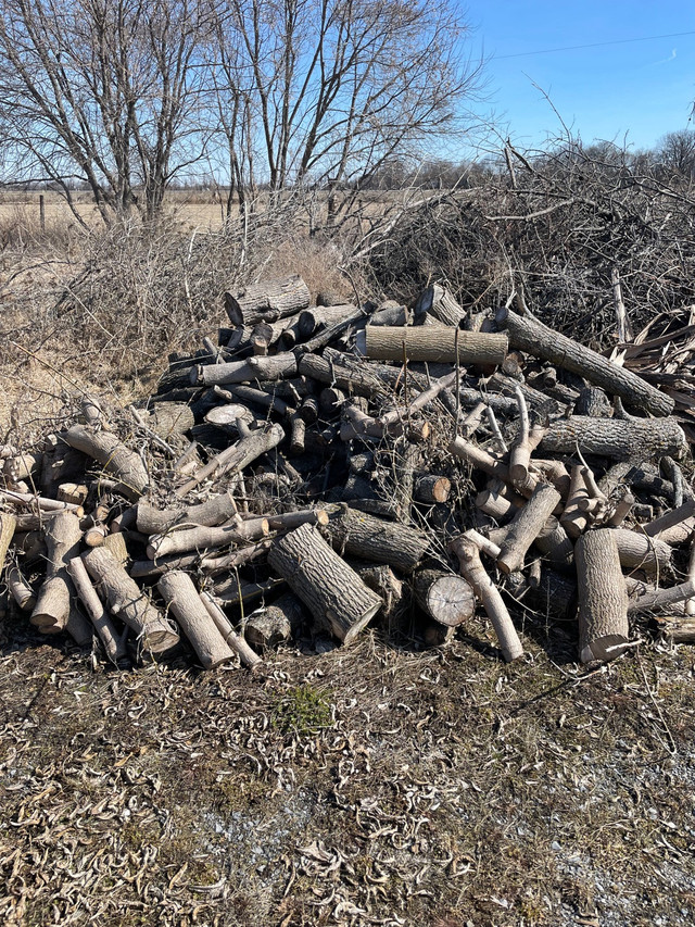 Free fire wood in Free Stuff in Ottawa - Image 2
