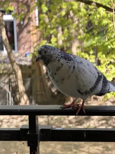 Beautiful Hand-Raised Gray Pigeon - Healthy & Tame, View more