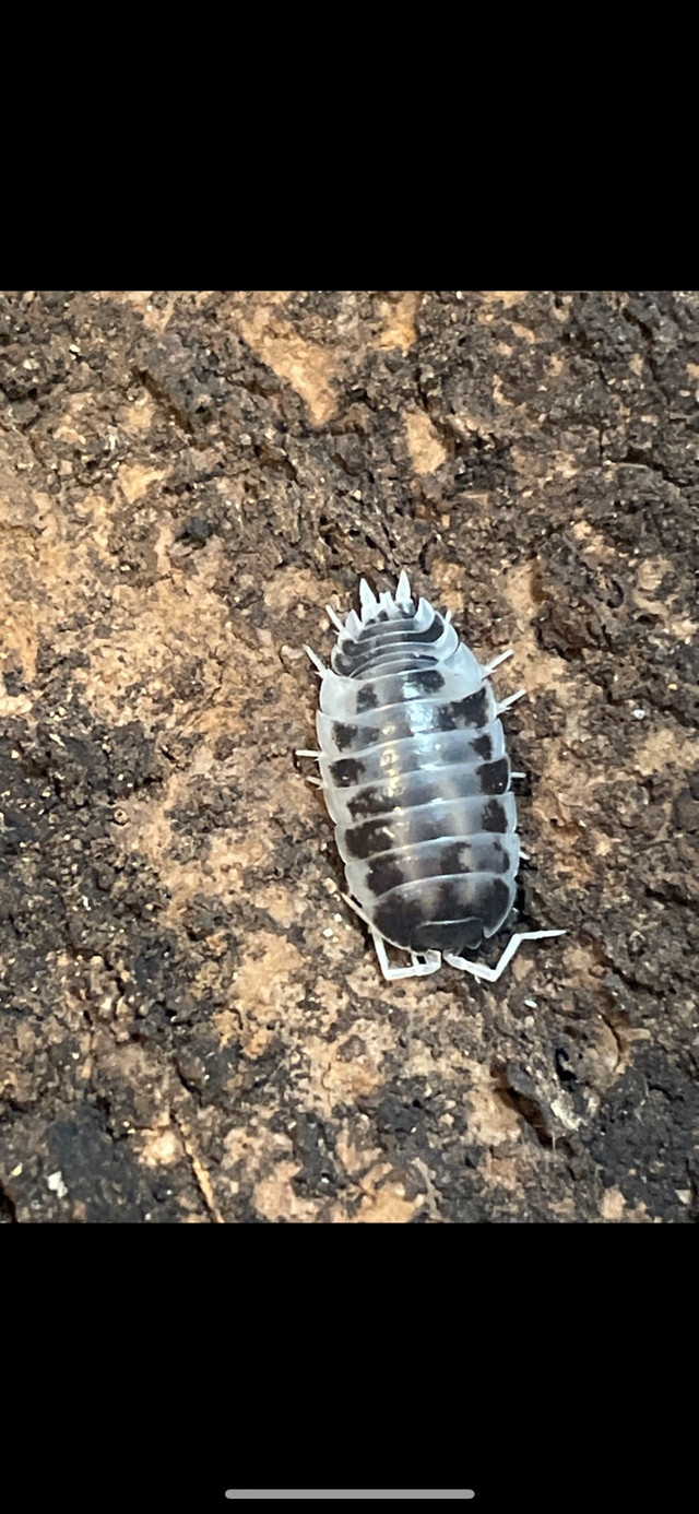 Isopods for sale! in Other in Cambridge - Image 4