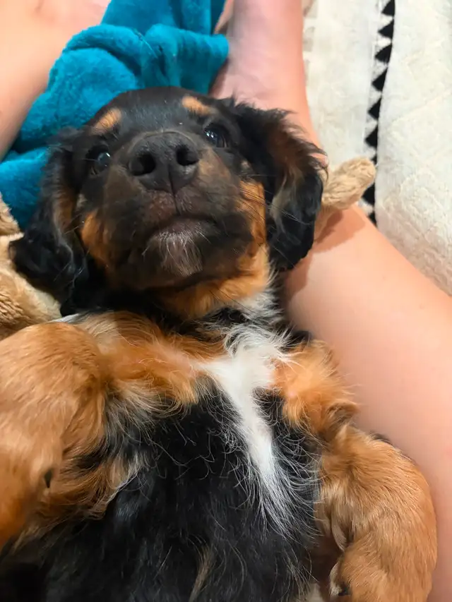 Epagneul x. Teckel in Dogs & Puppies for Rehoming in Laurentides - Image 2
