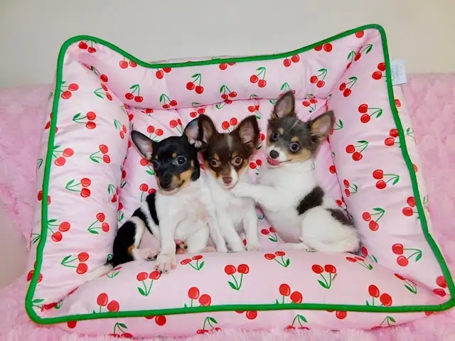 Chiotschihuahua male de 2 mois1/2 in Dogs & Puppies for Rehoming in City of Montréal - Image 5