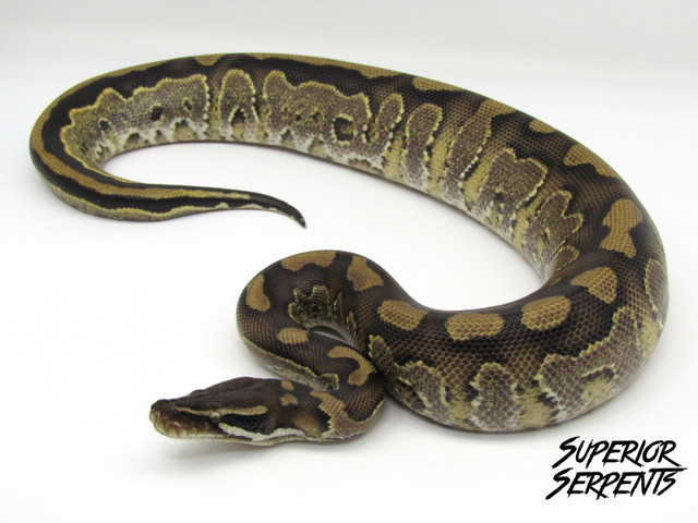 Our Finest Snakes - Produced With Pride in Reptiles & Amphibians for Rehoming in Sudbury - Image 4