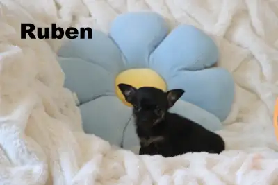 Chihuahua❤️ Mâle mini mini❤100% Garantie.TopQualité★★★, View more