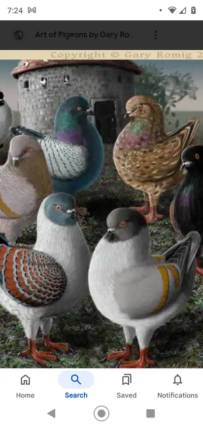 WOODSTOCK POULTRY BUY,SELL,TRADE, View more
