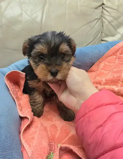 Yorkie puppy puppies rehome, View more