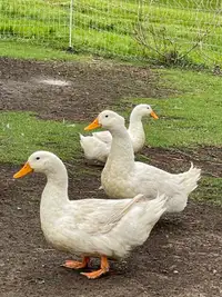  Pure Pekin and pure  Muscovy adult ducks 
