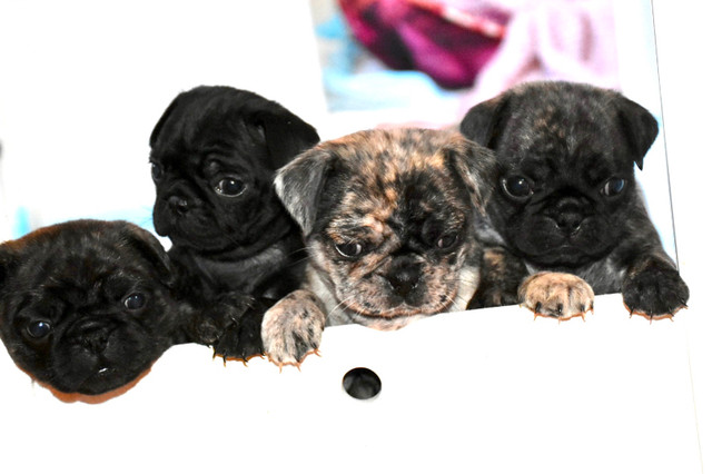 Pug Puppies in Dogs & Puppies for Rehoming in Belleville