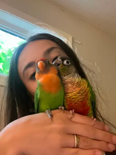 Rehome my parrots, View more