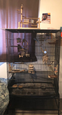 Budgies birds and cage