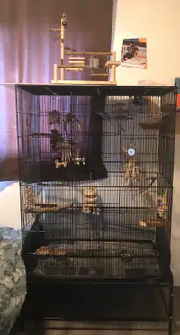 Budgies birds and cage