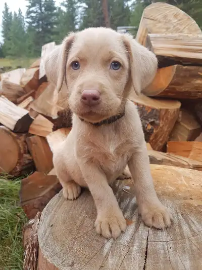 Silver + Yellow Lab Pups - Parents CKC registered, View more