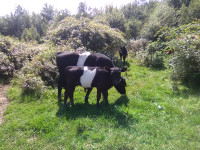 Bull calf for sale