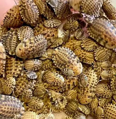 feeder roaches (and more!), View more
