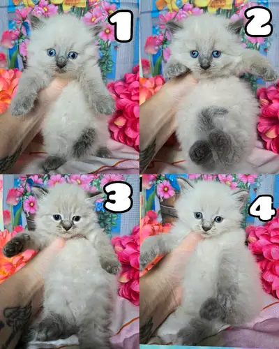 ❤️chatton ragdoll/himalayen❤️, View more
