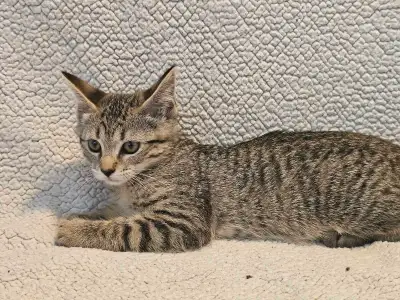 Bengal / Savannah Kittens, View more