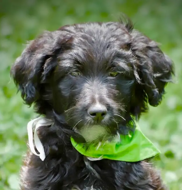 Rares DOODLES CHIOTS , Bordoodles, puppies, Puppy in Dogs & Puppies for Rehoming in Laurentides - Image 2