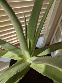 Brand New Large Aloe Vera Plant. Measurements see pictures