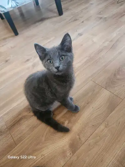chaton mâle croisée bleu russe hypoallergenique, View more