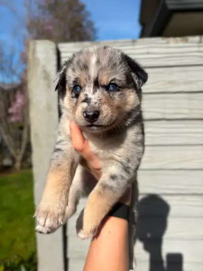 Super cute Pomsky x Mini Aussie MERLE All with unique markings 3 females - 3,500 - Merle coloring 3...