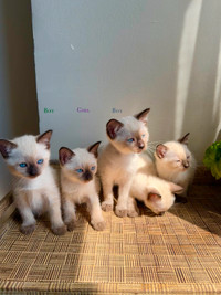 Purebred Siamese Kittens - Chocolate Point