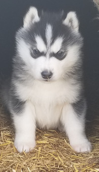 Male Siberian Husky Puppy, 2 vet check/vacccinations