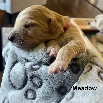 Goldendoodle puppies, View more